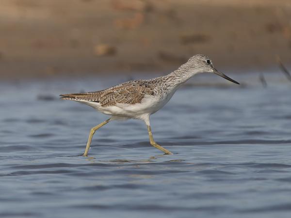 <h3><a href="/trips/gambia/biota/animalia/chordata/aves/024 charadriiformes/015 scolopacidae/tringa stagnatilis/tringa stagnatilis-nl.html">Tringa&nbsp;stagnatilis</a> / Marsh&nbsp;sandpiper / Poelruiter</h3>OM-1 Mark II met OLYMPUS M.150-400mm F4.5, 1/2000 sec  bij F4.5, ISO 320, afstand 29.3&nbsp;m